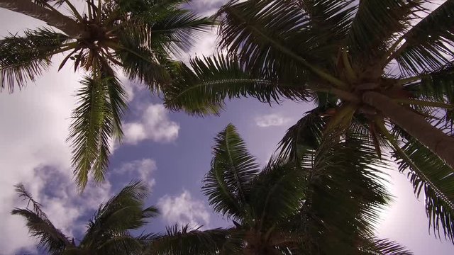 Palm beach tree