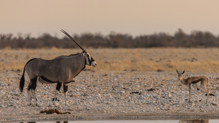 Oryx in the savannah of Etosha at the end of the day