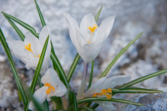 FLOWERS - white crocuses