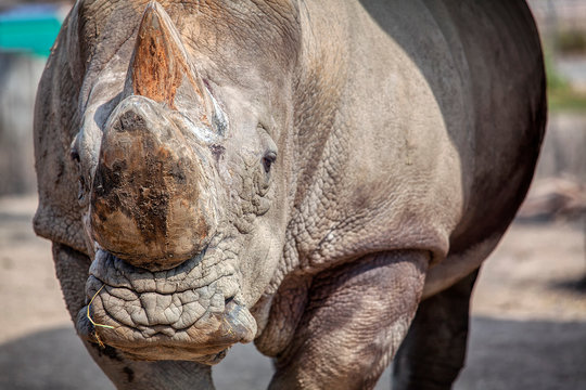 Sumatran rhino portrait ,image with details 
