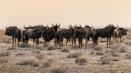 herd of wildebeest in the savannah of Etosha at the end of the day