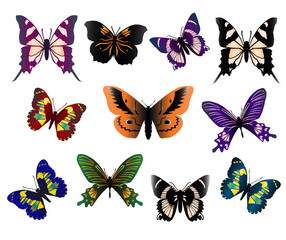Fototapeta na wymiar Set of beautiful butterflies, different types, different colors, isolated on white background