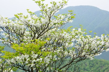 シロヤシオに大室山