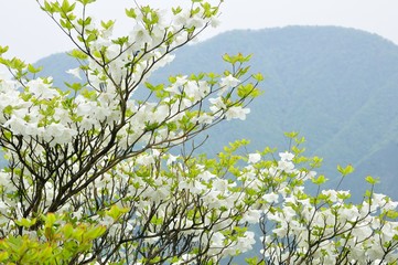 シロヤシオに大室山