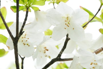 シロヤシオツツジ