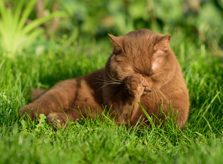 the cat washes its face and paws with its pink tongue