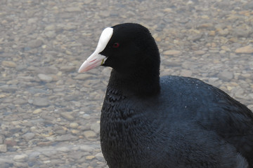 Folaga (Fulica atra),ritratto