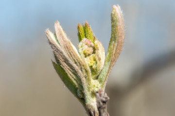At the end of April from the swollen buds on the trees appear the first leaves.