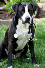 Hund als Tierarzt mit Stethoskop