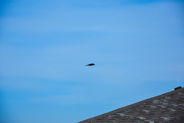 Black crow, blue sky background