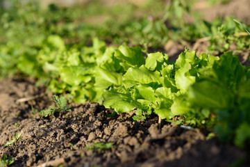 green lettuce grows on the garden. selective focus.