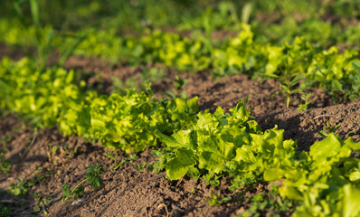 green lettuce grows on the garden. selective focus.