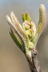 At the end of April from the swollen buds on the trees appear the first leaves.