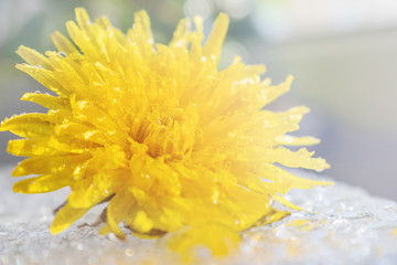 Fototapeta premium Yellow dandelion closeup on a white background. Macro photo, bright sunlight. Suitable for postcards, posters.