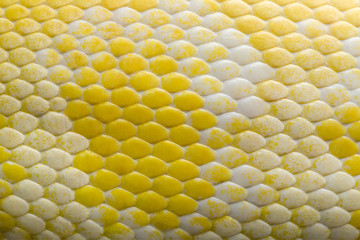 Colorful patterned gold python skin.