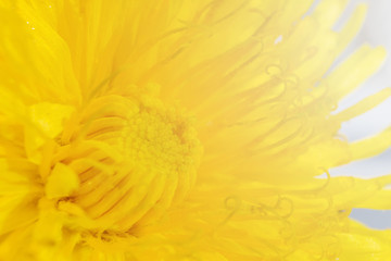 Yellow dandelion closeup on a white background. Macro photo, bright sunlight. Suitable for postcards, posters.