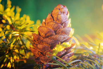 The cone lies on coniferous branches. Forest macro photography, bright sunlight. Suitable for...