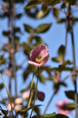 Blühende Clematis