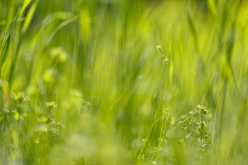 Grass on a sunny meadow. Grass texture. background in bokeh.