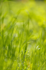Grass on a sunny meadow. Grass texture. background in bokeh.