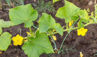 Blooming cucumbers in the garden. Selective focus.