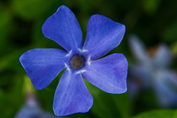 Fototapeta na wymiar Periwinkle plant (Vinca minor). Macro of small, delicate and bright flowers of periwinkle in sunny spring day. selective focus.