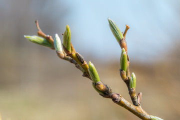 At the end of April from the swollen buds on the trees appear the first leaves.
