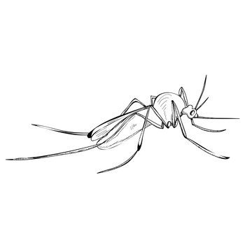  mosquito, lines, icon