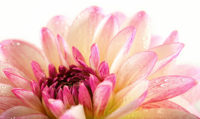 Delicate flower of beige-pink dahlia with petals covered with water drops close-up on a neutral white background.