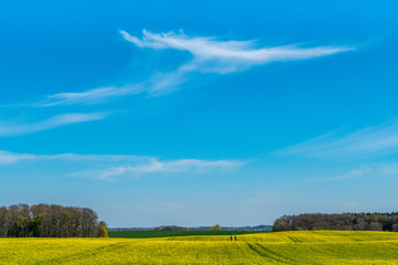 Obraz premium rape field in early summer and a wide blue sky