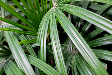 Fototapeta premium Detailed Closeup of Jungle Plants