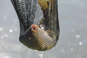 Fish in landing net just catched from the water