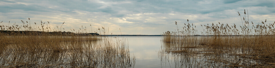 spring water landscape. wide panoramic view from the shore of the lake through the coastal reeds on...