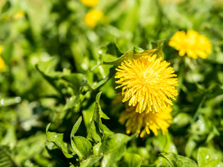 Löwenzahn Blume im Frühling