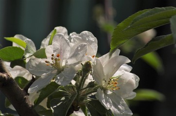 Beautiful flowers appeared on the branches of the apple tree of the spring garden.