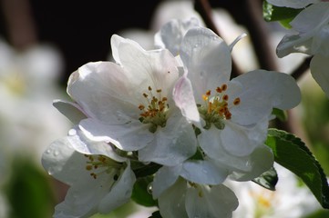 Obraz premium Beautiful flowers appeared on the branches of the apple tree of the spring garden.