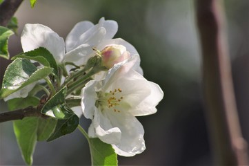 Obraz premium Beautiful flowers appeared on the branches of the apple tree of the spring garden.