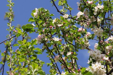 Beautiful flowers appeared on the branches of the apple tree of the spring garden.