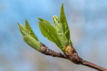 At the end of April from the swollen buds on the trees appear the first leaves.