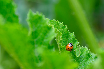Fototapeta premium ladybug on grren leaf in a garden