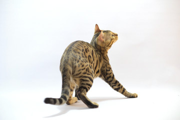 Bengal cat studio shot, white background