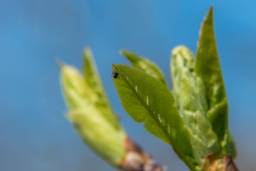 At the end of April from the swollen buds on the trees appear the first leaves.
