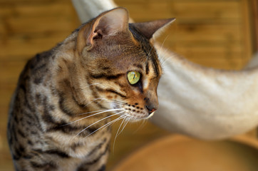 Portrait of an adult bengal cat