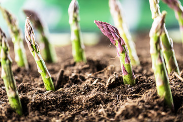 Grüner spargel wächst aus der Erde