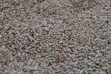 Bulk canary seed