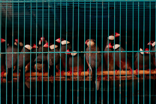 traditional bird market in Indonesia