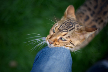 Bengal cat is rubbing on owner's knee