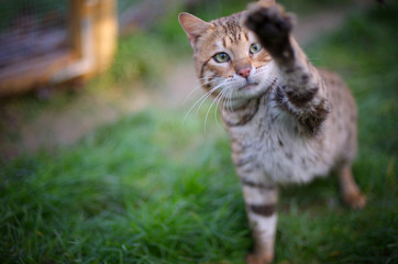 Bengal cat is playing and has a paw up in the air