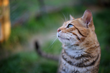 Naklejka na ściany i meble Profile portrait of the head of a bengal cat, beautiful stripes on its fur