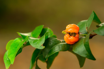 Red gooseberry that has been destroyed by insects